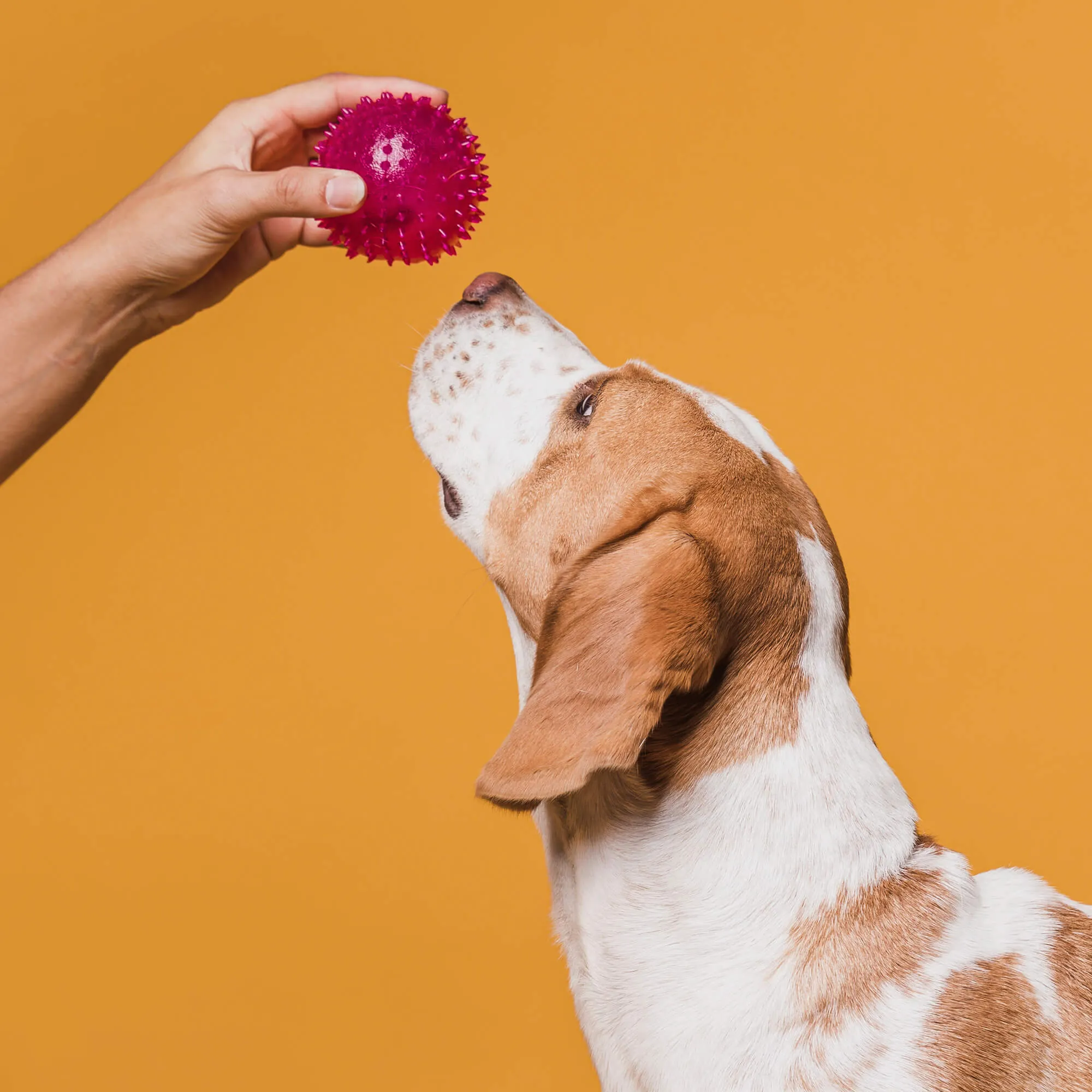 Ball for dog