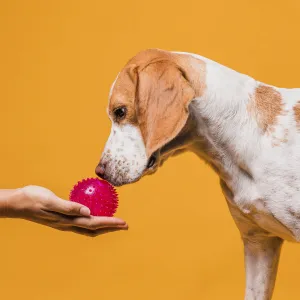 Ball for dog