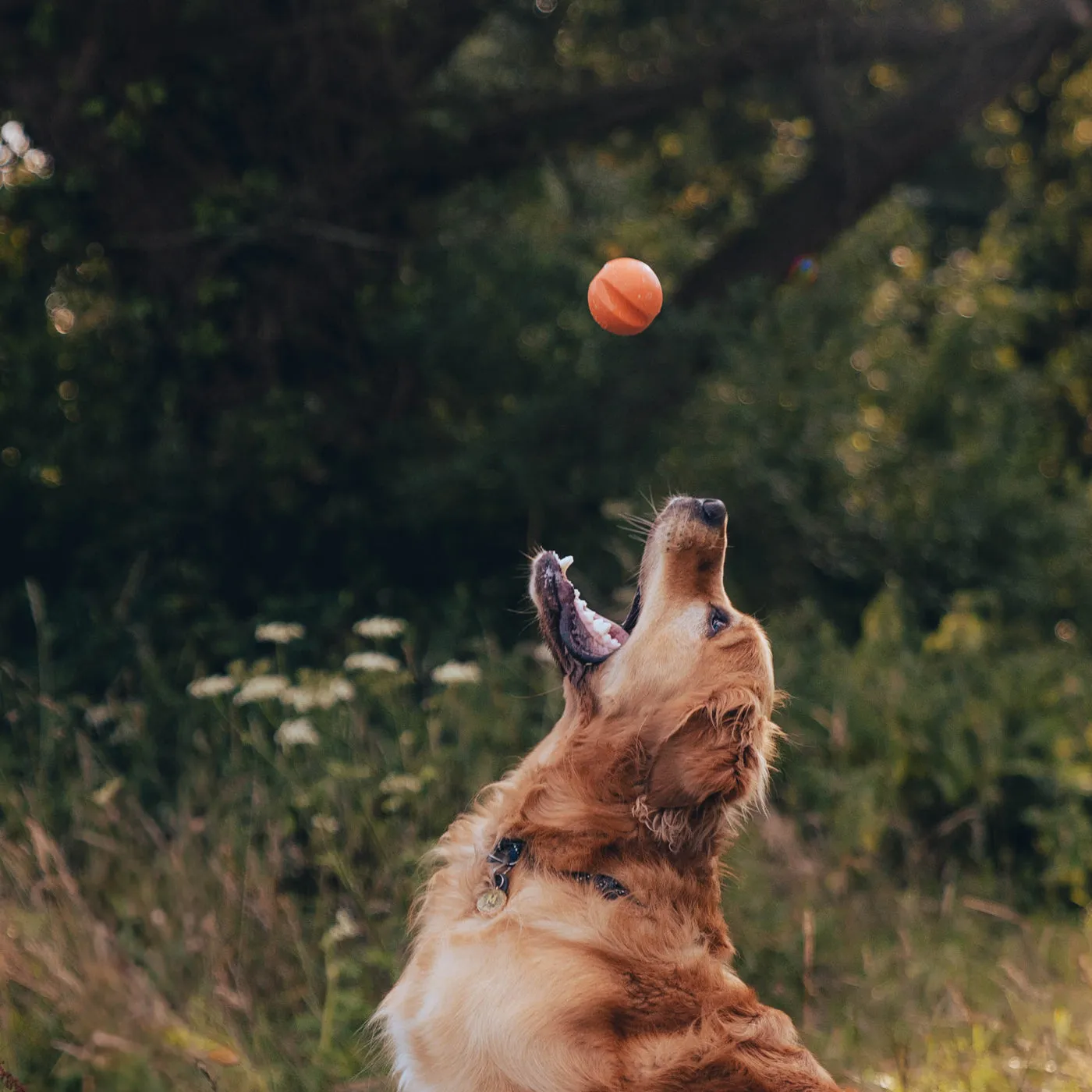 Beco Fetch Ball Orange