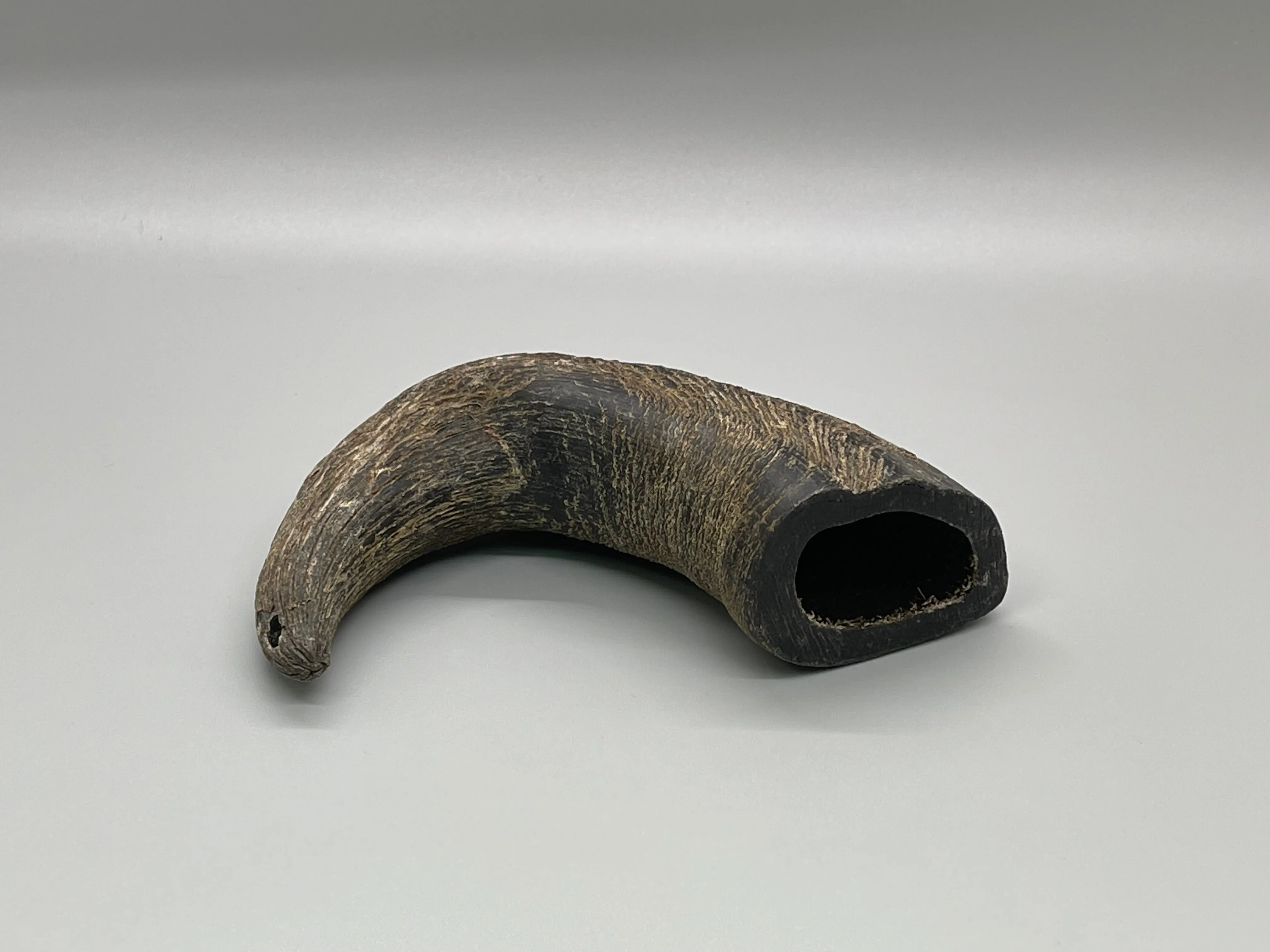 Buffalo Horn