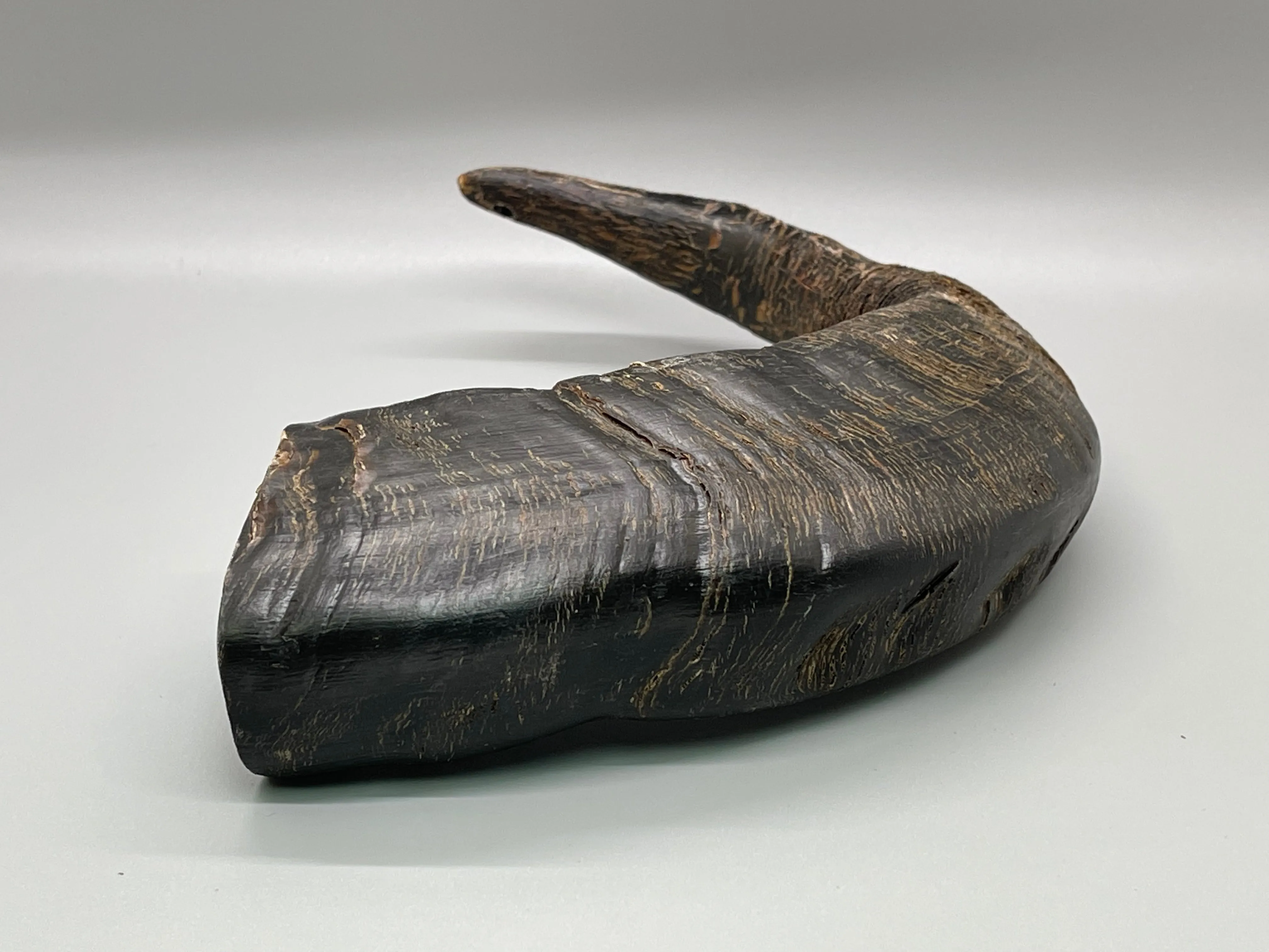 Buffalo Horn