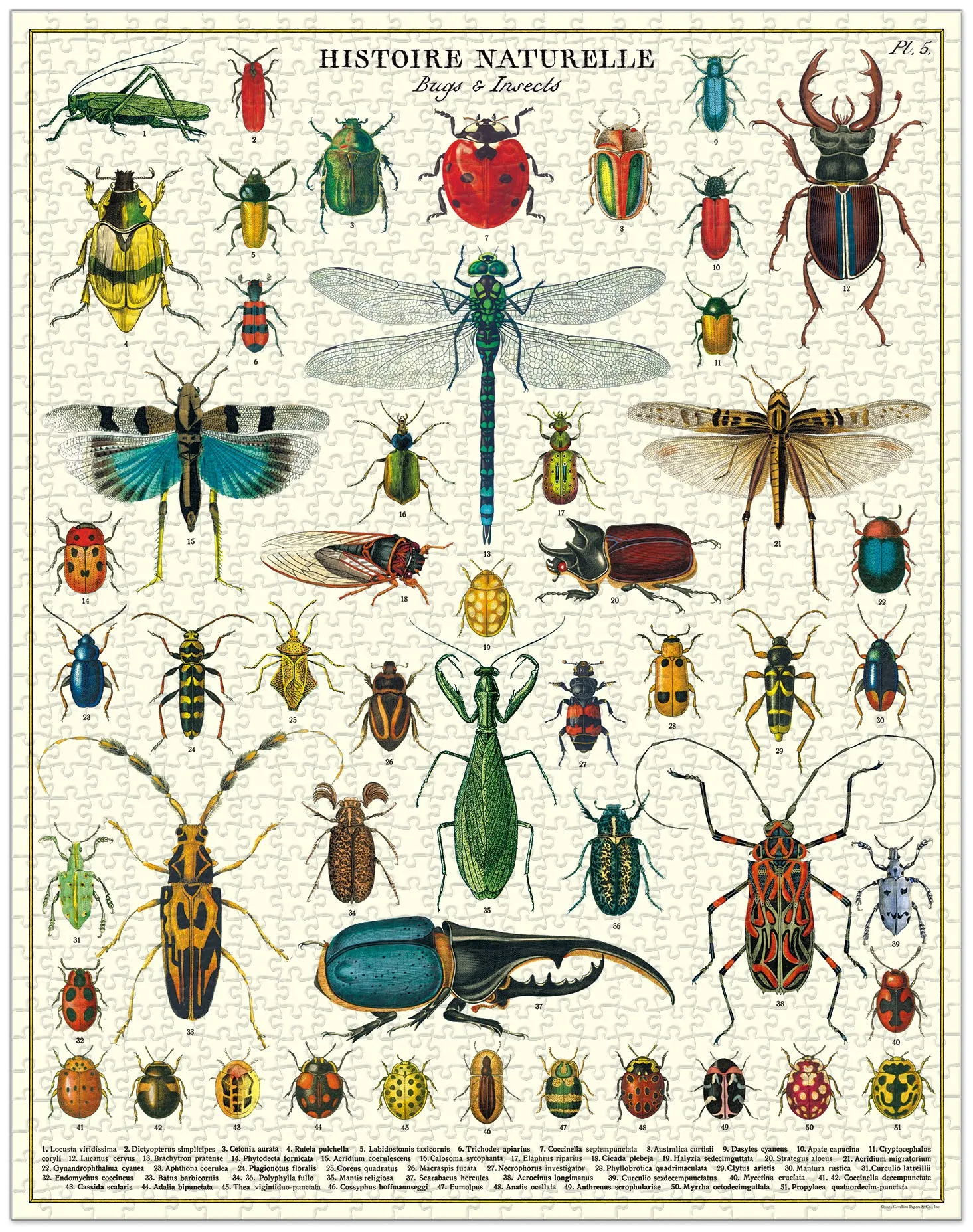 Cavallini & Co. Bugs & Insects 1000 Piece Puzzle