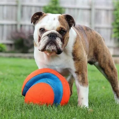 Chuckit! Kick Fetch Ball