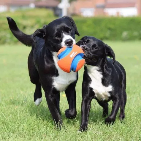 Chuckit! Kick Fetch Ball