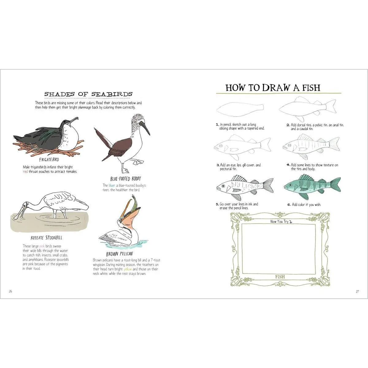 Julia Rothman's Ocean Anatomy Activity Book