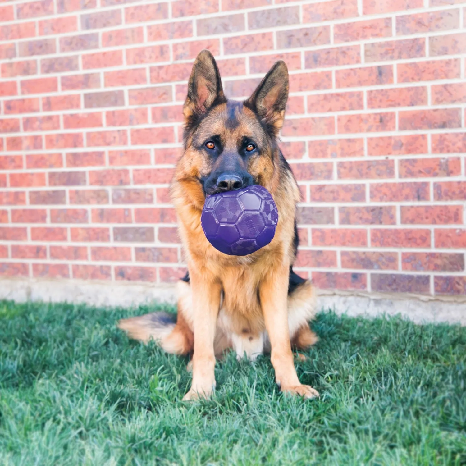 Kong Flexball Dog Toy