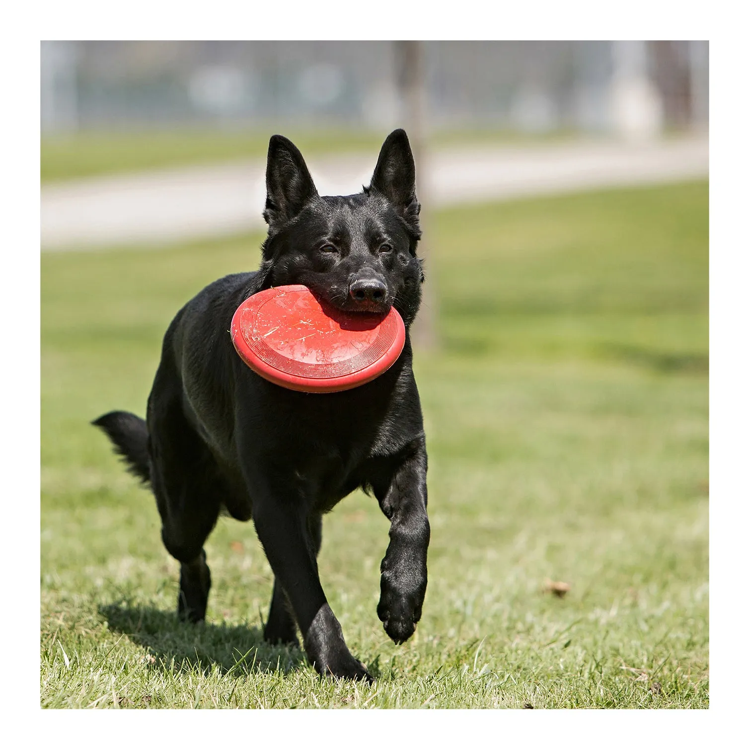 KONG Flyer Dog Toy Large