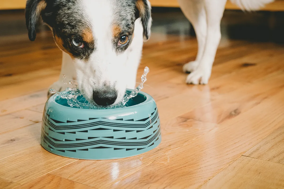 Lightning And Thunder Pet Bowl