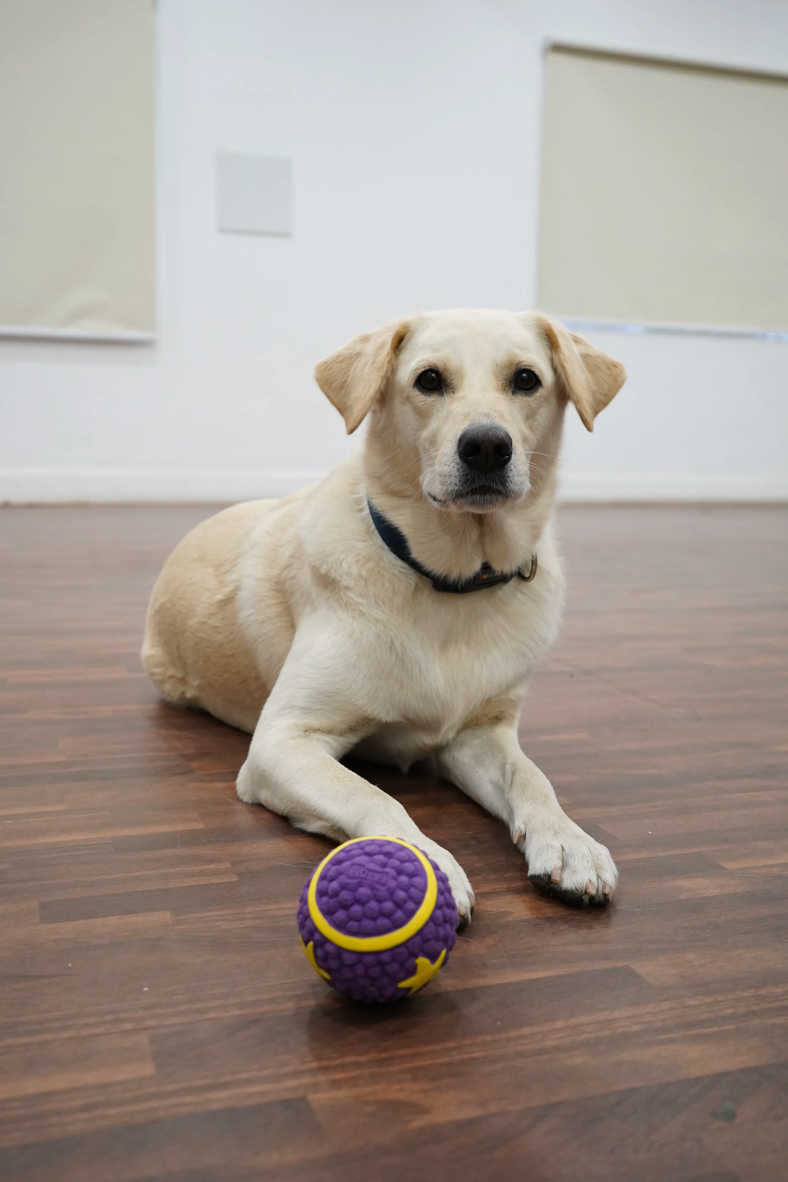 Skatrs Interactive Latex Star Squeaky Ball Toy for Dogs and Cats (Purple) | Chewing, Floating, Training, and Bouncing